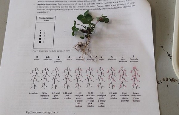 A nodule scoring chart